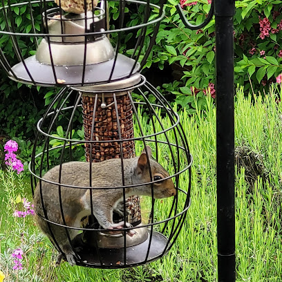 united-kingdom-salford-comma-chameleon-1743698293.jpg